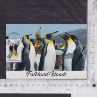 [Carte Maximum / Maximum Card / Maximumkarte] Falkland Islnds 2023 | King Penguins - Pinguine