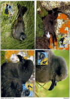 A41635)WWF-Maximumkarte Vogel: Foeroer 530 - 533 - Cartes-maximum