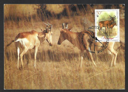 Gondonga. Wild Cow. Antelope. Alcelaphus Buselaphus Lichtensteinii. Triple Maximum Postcard. Wilde Kuh. Antilope. Alcela - Koeien