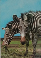 Zebras Polish Postcard - Cebras