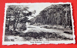 KALMTHOUT  -  Heide Kalmthout  - Boszicht - Kalmthout