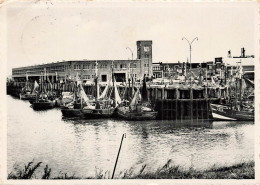 BELGIQUE - Zeebrugge - La Minque - Carte Postale - Zeebrugge