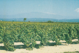 CPSM 84 MAZAN  VIGNERONS DE CANTEPERDRIX VIGNE MONT-VENTOUX - Mazan