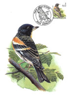 Belgium  - Buzin - Maximum Card 2000 Gembloux : Brambling  -  Fringilla Montifringilla - 1991-2000