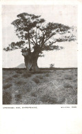 SHROPSHIRE, CRESSAGE OAK, WILDING, 1588, UNITED KINGDOM - Shropshire