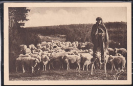 33 - Dans Les Landes De Gascogne - Berger Landais Et Son Troupeau - Aquitaine