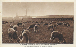 68)  WITTENHEIM - Mines Domaniales De Potasses D' Alsace -  Le Troupeau De Moutons De La Ferme Modèle - Wittenheim