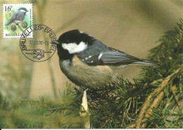 Carte Maximum - Oiseaux - Belgique - Chapim Carvoeiro - Mésange Noire - Coal Tit - Parus Ater - 1991-2000