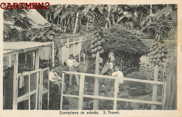 SAO TOME ET PRINCIPE EXEMPLARES DE MAMAO SAO THOME AFRICA PORTUGAL AFRIQUE - Santo Tomé Y Príncipe