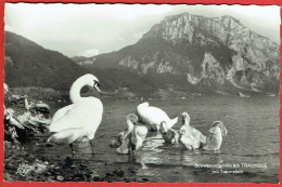 Schwanenfamilie Am Traunsee Mit Traunstein - Famille De Cygnes Swan - Traun