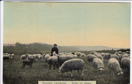 Drentsch Landschap - Groet Uit Assen - Assen