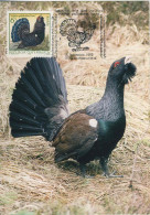 922  Grand Coq De Bruyère, Grand Tétras: Carte Maximum D'Autriche - Western Capercaillie, Wood Grouse, Heather Cock - Hoendervogels & Fazanten