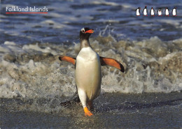 CPSM Falkland Islands-Gentoo Penguin-Pingouin-Beau Timbre-RARE      L2463 - Falkland