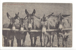 31926 - Cinq Anes Circulée 1905 Charnaux Frères 8017 - Donkeys