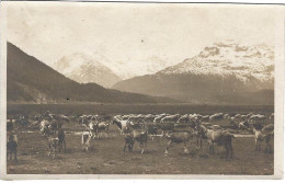 In D. Champagna Samaden Ziege 1921 Photo AK - Celerina/Schlarigna