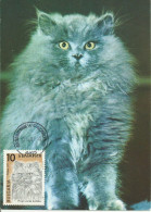 Cartes Maximum - Bulgarie - Gato - Chat - Cat - Cartas & Documentos