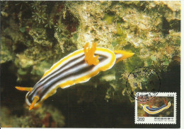 Carte Maximum - Taiwan - Oceanic Creatures - Lesma Marinha - Sea Slug - Ollusque Nudibranche - Chromodoris Elizabethina - Cartes-maximum