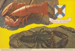 Lobster From Nova Scotia , Halifax 1974 - Andere & Zonder Classificatie