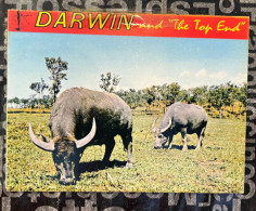 29-12-2023 (Folder) Australia - NT - Darwin (water Buffalo) - Darwin