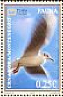 Montenegro. 2007. Mouette Rieuse.  Black-headed Gull - Möwen