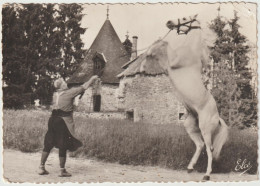 Correze  : Hars National De  Pompadour , Cheval  Pur Sang , Le Tigre à La  Station De  Monte , 1964 - Arnac Pompadour