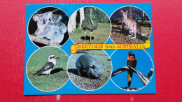 Koala And Baby,Emu,Kangaroo With Joey,Kookaburra,Wombat,Rainbow Lorikeet - Outback