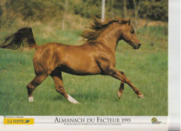 Calendrier-Almanach Des P.T.T 1995 -Cheval Au Pré-Berger Allemand-Département AIN-01-Référence 425 - Grand Format : 1991-00