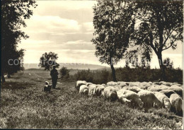 42075705 Rotenburg Wuemme Schafherde Rotenburger Heide Rotenburg - Rotenburg