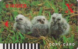 Rare Carte Prépayée JAPON  - Animal - OISEAU  - HIBOU - OWL BIRD JAPAN Prepaid Copy Card - 5829 - Owls
