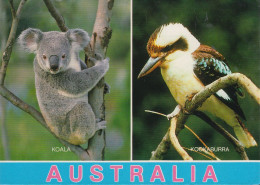 Australien - Wildlife - Koala Bear - Bird - Nice Stamp - Autres & Non Classés