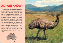 Australia Kakadu National Park Australian Emu - Autres & Non Classés