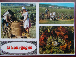 BOURGOGNE - Multivues Sur Les Vendanges - Bourgogne