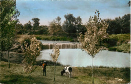 Dép 32 - Animaux - Vaches - Vache - Fleurance - Chaussée Sur Le Gers - état - Fleurance