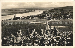 41588141 Nierstein Rhein Weinlese Panorama Nierstein - Nierstein