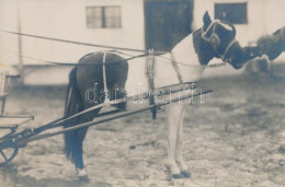 ** T1 Pony-cart, Photo - Zonder Classificatie