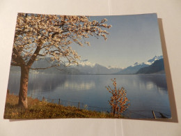 Zwitserland   Lac Léman  ***  1198  *** - Lake Geneva