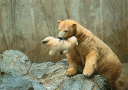 CPM - G - CHARENTE MARITIME - PARC ZOOLOGIQUE DE LA PALMYRE - FEMELLE OURS BLANC TENANT DANS SA GUEULE SON BEBE - Les Mathes