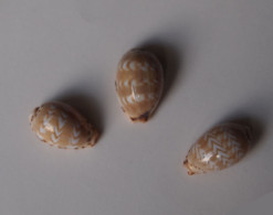 Cypraea Ziczac X 3 - Seashells & Snail-shells