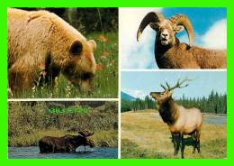 RICHMOND, BC - ANIMALS OF THE MOUNTAINS OF WESTERN CANADA - CINNAMON BEAR, BIG HORN, BULL MOOSE, BULL ELK - - Richmond