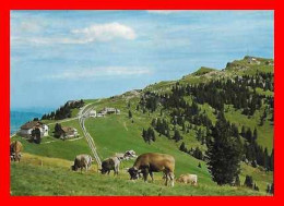 CPSM/gf ARTH (Suisse)  Rigi-Staffel Und Rigi Kulm 1800 M. *3058 - Arth
