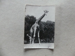 Girafe Soudan 427 Semflex - Giraffen