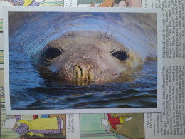 Faune Des îles Falkland, Southern Elephant Seal, Éléphant De Mer Du Sud - Falkland Islands