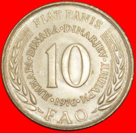 * COMMUNIST STAR FAO: YUGOSLAVIA  10 DINARS 1976 UNC! · LOW START ·  NO RESERVE! - Yougoslavie