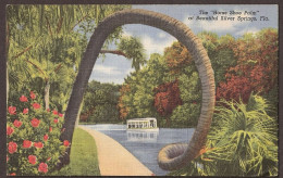 Silver Springs - Florida, The "Horse Shoe Palm" - Silver Springs