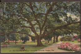 The Old Oak In  Tampa University Grounds, Tampa Florida - De Soto Signed His Treaty With The Indians Here - Tampa