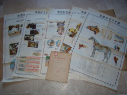 Rare Pochette De 5 Planches Anatomiques Points Méridiens Acupuncture Cheval Chevaux Médecine Chinoise - Chine 1965 - Material Y Accesorios
