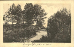 41325185 Lueneburger Heide Motiv Bei Mueden Lueneburger Heide - Walsrode