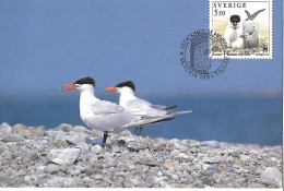Sweden - Maximum Card 1994 :   Caspian Tern  -  Hydroprogne Caspia - Seagulls