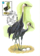 Russia CCCP - Maximum Card 1982 : Hooded Crane  -  Grus Monacha - Grues Et Gruiformes