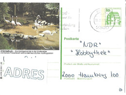 West Germany - Used Postal Stationery 1982 : Hassloch : Flamingo's + Stork - Flamants